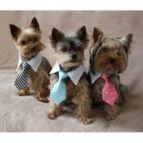 Gentledog kravata pre psov tyrkysová veľkosť oblečenia L
